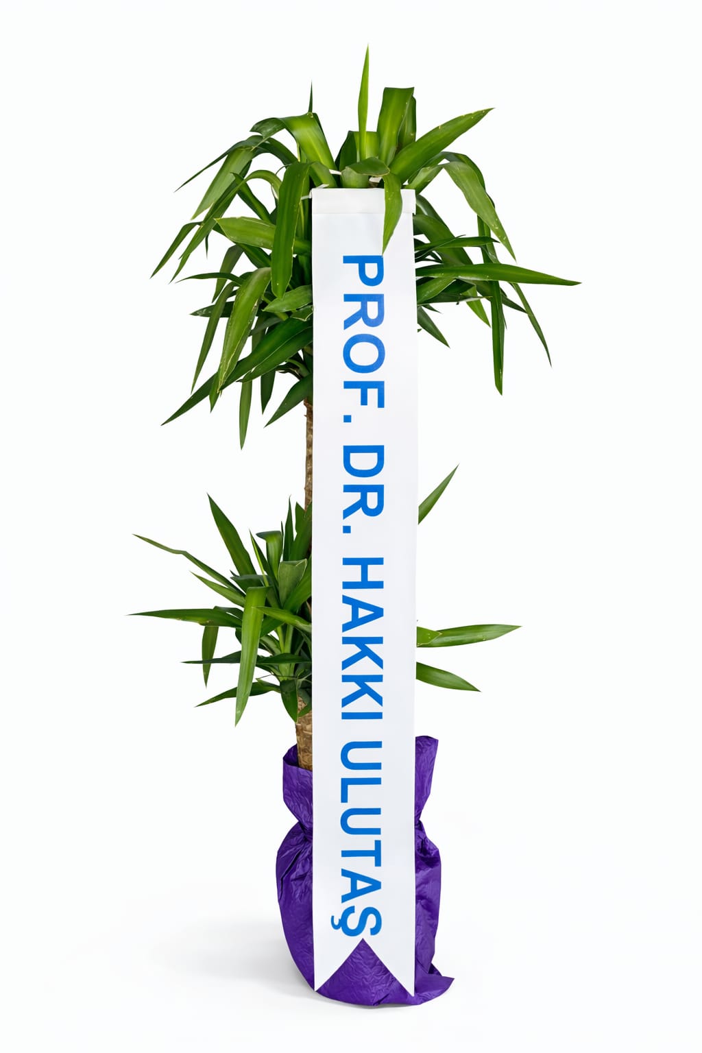 3 l� yucca