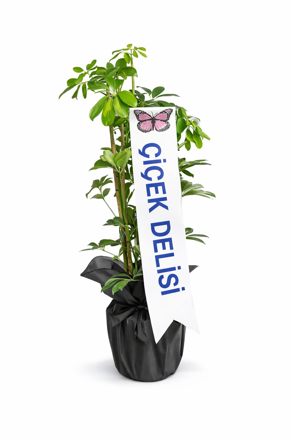 �eflera